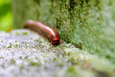 绿色苔藓上的棕色蠕虫